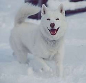 siberianhuskynorm.jpg