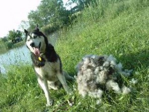 Husky a pĺznutie